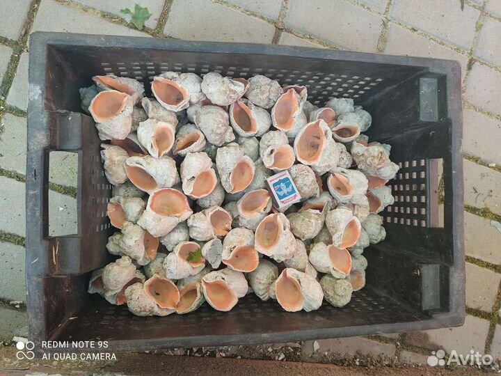 Отдам сувенир ракушка Рапана