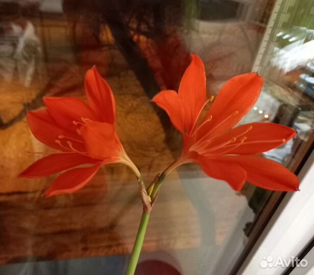 Хойя, Валотта