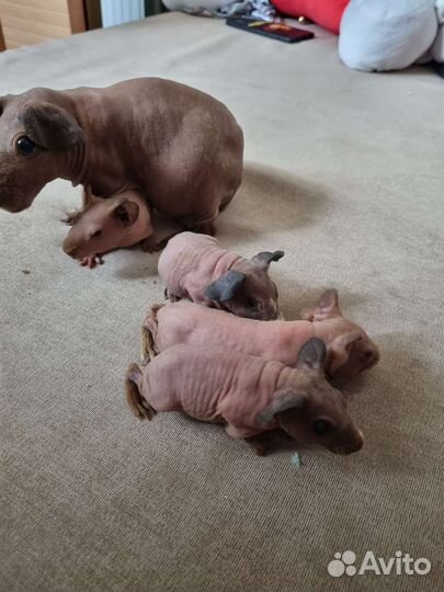 Морская свинка скинни