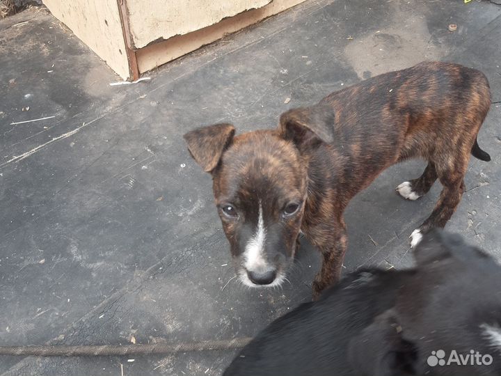 Собаки щенки