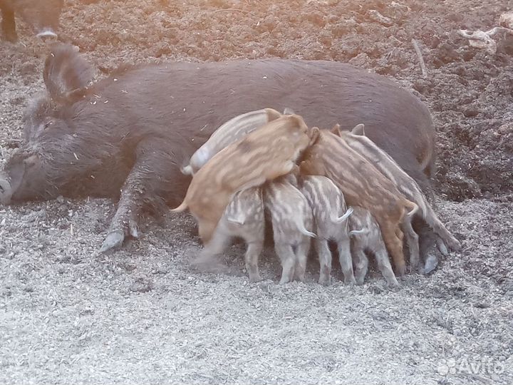 Дикие кабаны