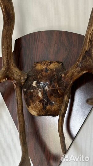 Оленьи рога реально настоящие)