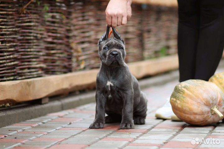 Щенки кане Корсо