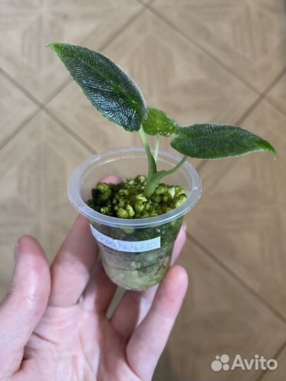 Алоказия Анторо Вельвет, Розовый дракон