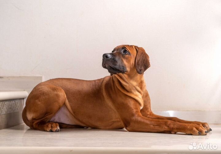 Шикарные девчонки родезийского риджбека