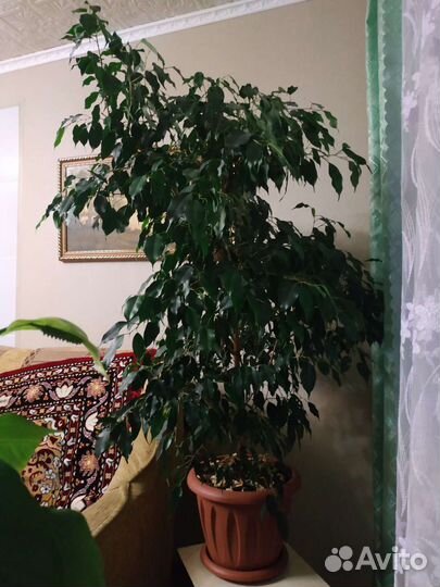 Фикус бенджамина большой