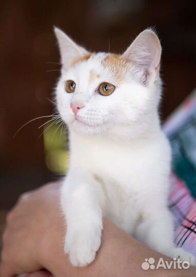 Милый Мартин