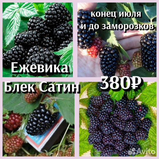 Саженцы ежевики
