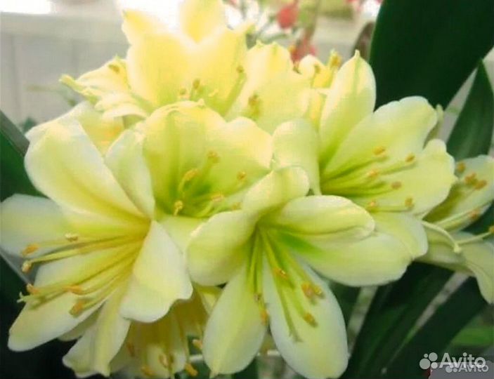 Кливии сортовые