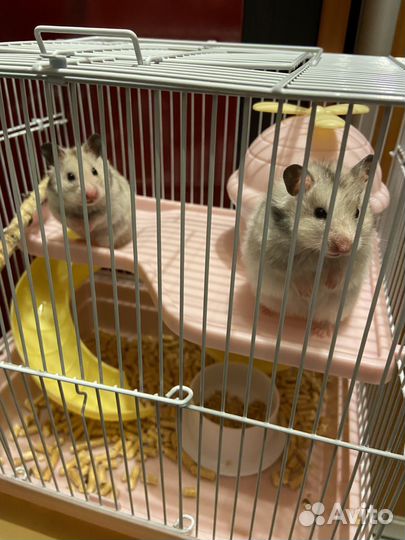 Джунгарский хомяк с клеткой