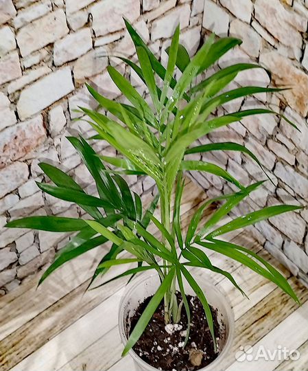 Пальма хамедорея