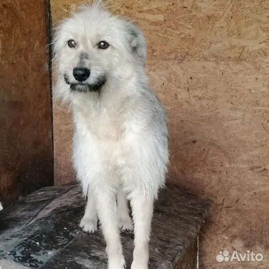 Собака Леся