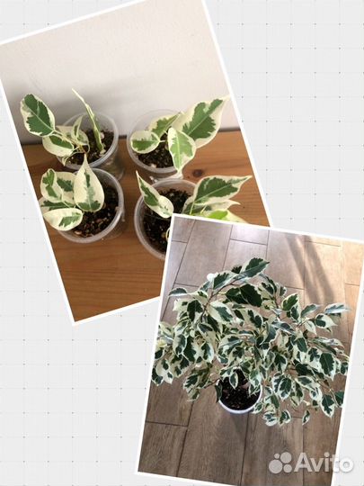 Сортовые фикусы