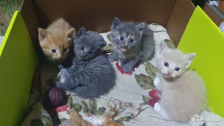 Котята
