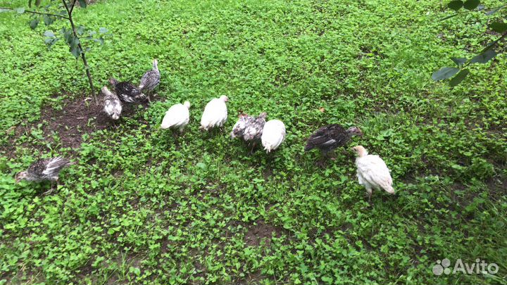 Индюшата 45дней Северокавказские бронзовые