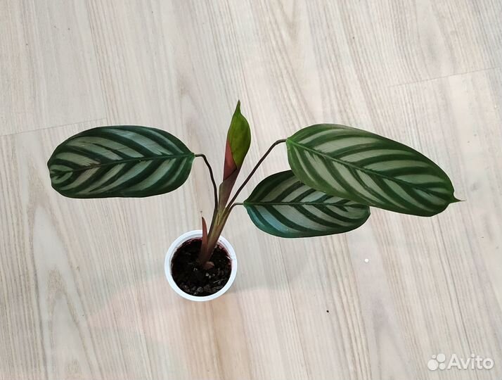 Цветы домашние: хойя карноза, ктенанта