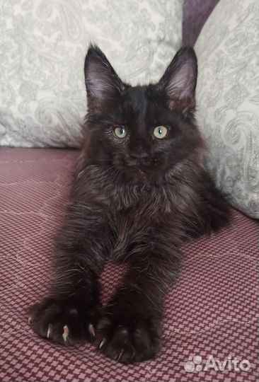 Черный котенок мейн кун