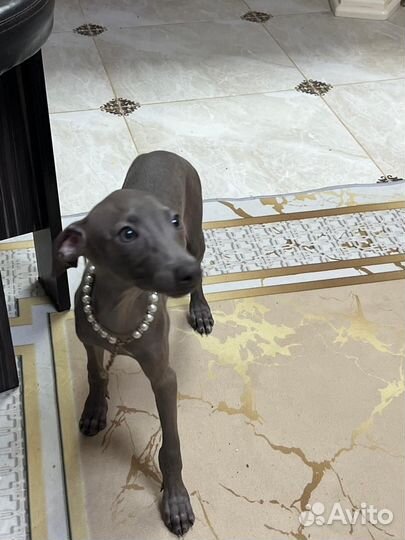 Щенок Левретки. (Итальянская карликовая борзая)