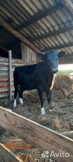 Телка 1.5 года