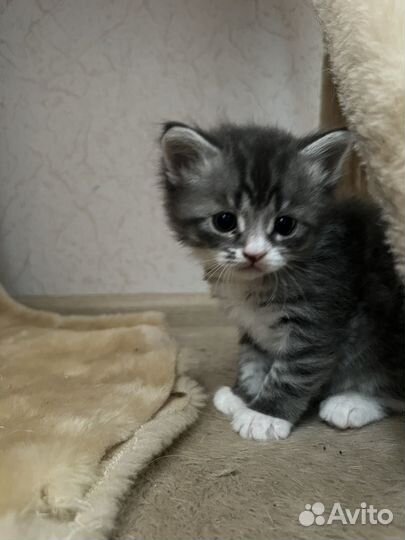 Котята в добрые руки приучены к лотку