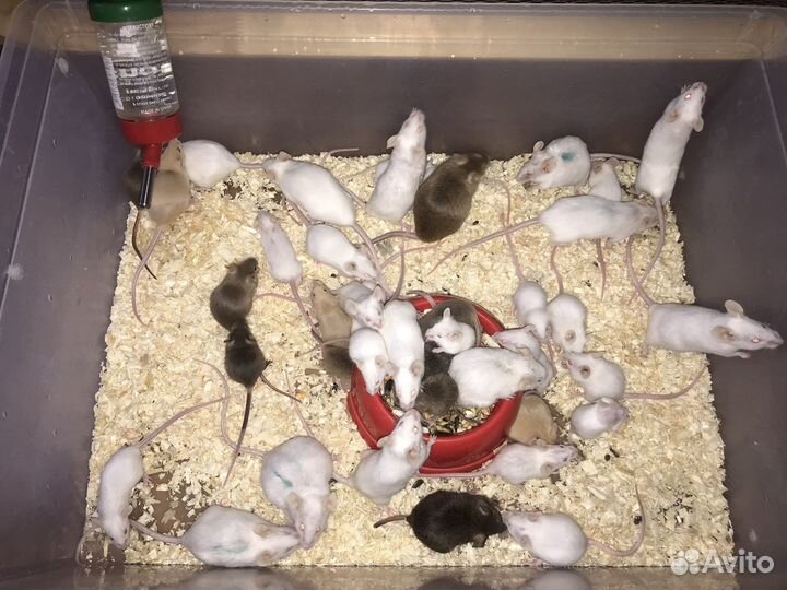 Кормовые мыши, крысы, мастомисы, цыплята живые и