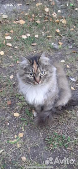 Кошка