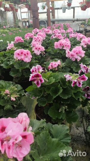 Королевская пеларгония