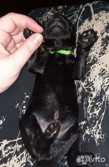Русский черный терьер щеночки
