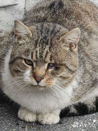 Кот кошка ищет хозяев