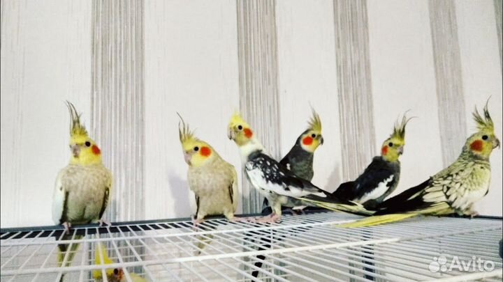 Малыши птенцы