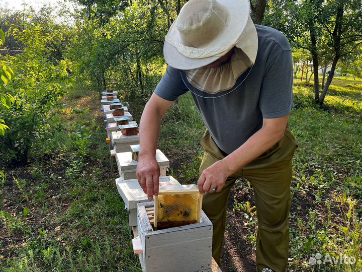 Матки пчелиные
