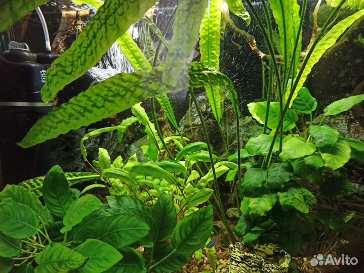 Аквариумные растения