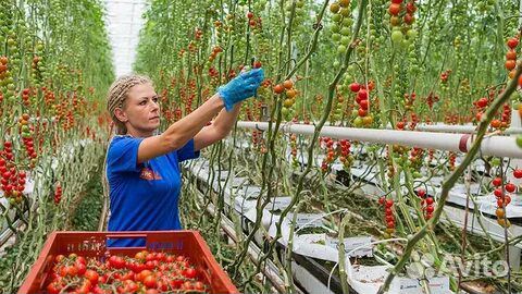 Овощеводы в теплицы. Вахта в Кашире