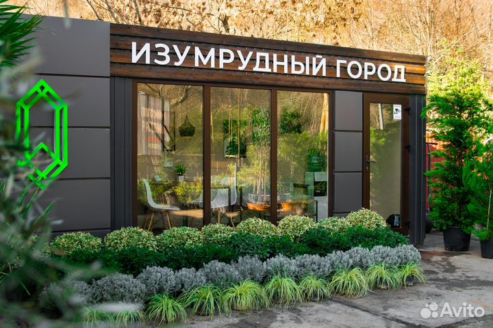 Бамбук черный - высота 1.2-1.5 м