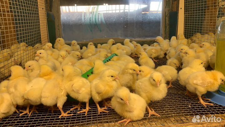 Цыплята бройлеры, гуси, утки, молодка, муларды