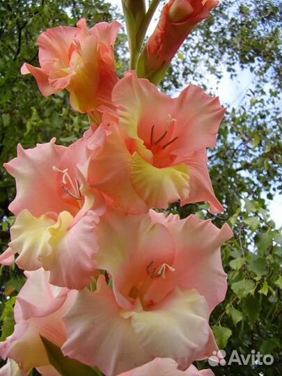 Гладиолусы луковицы