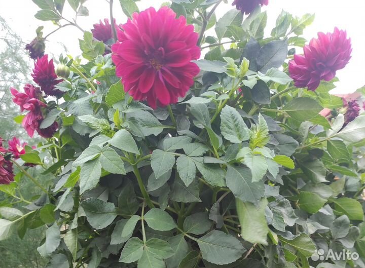 Георгин клубни