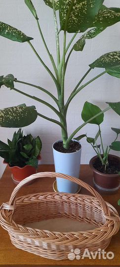 Модельные плетеные корзины