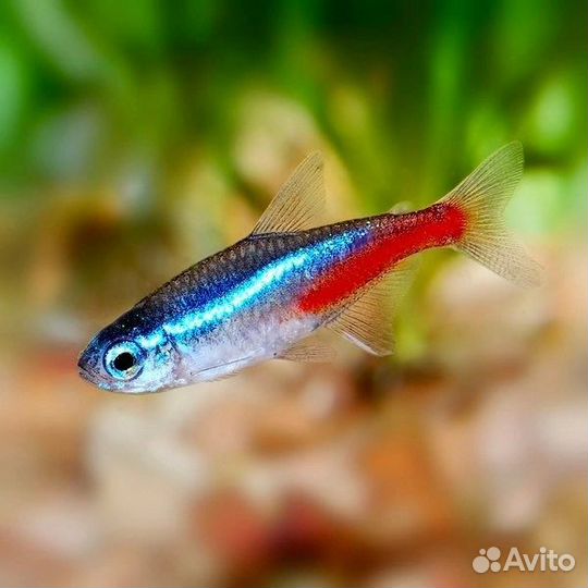 Аквариумные рыбки оптом