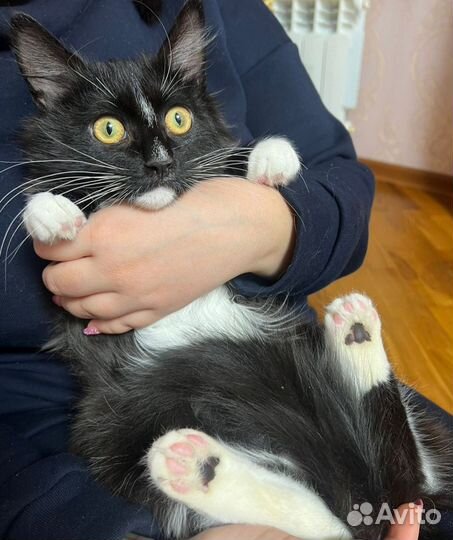 Котёнок в добрые руки