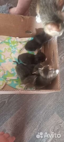 Котята в дар