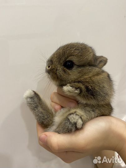 Декоративные кролики