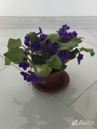 Комнатный цветок – фиалка цветущая