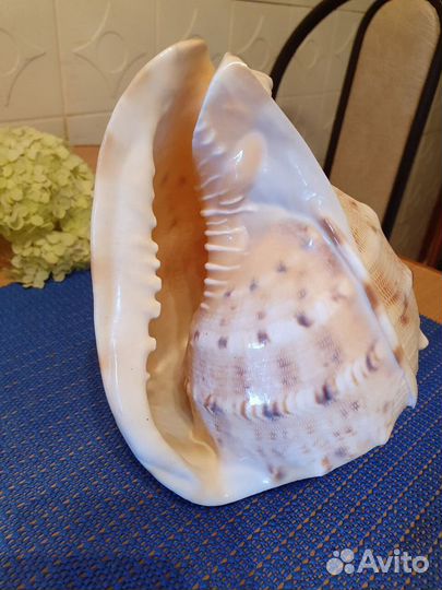 Большая морская ракушка