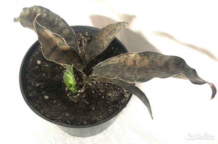 Сансевиерии Стар Роуз,Стар Грин,Копертон