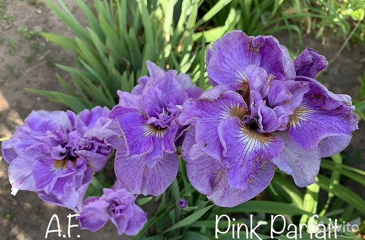 Ирис сибирский