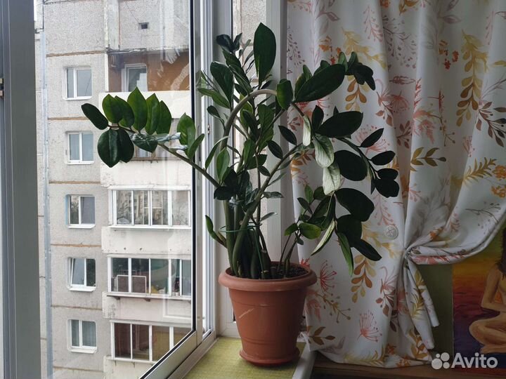 Комнатные растения