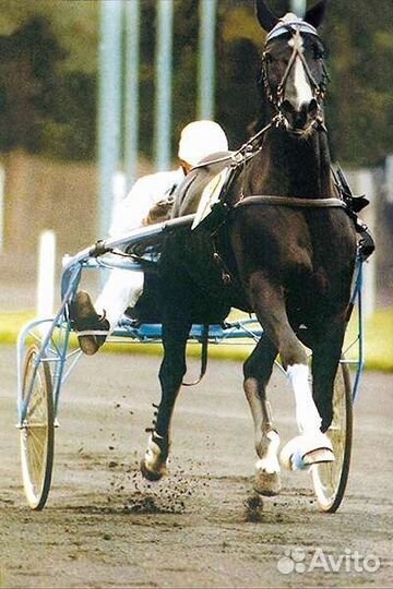 Амуниция для лошади