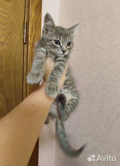 Котенок девочка очень игривая 2 мес