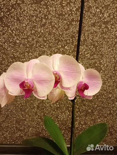 Орхидея фаленопсис